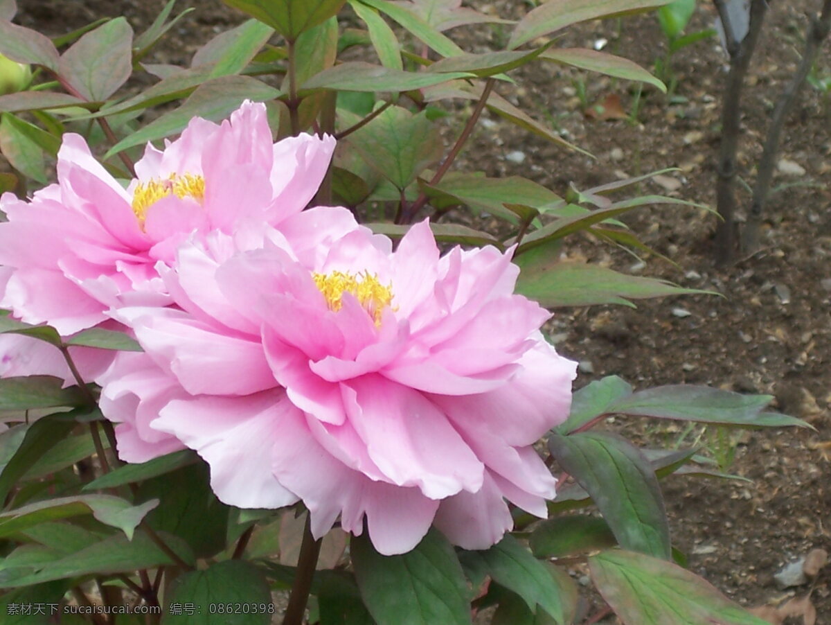 粉 牡丹 230 粉色 花 花草 摄影图库 生物世界 粉牡丹 2008 春季 花展 psd源文件