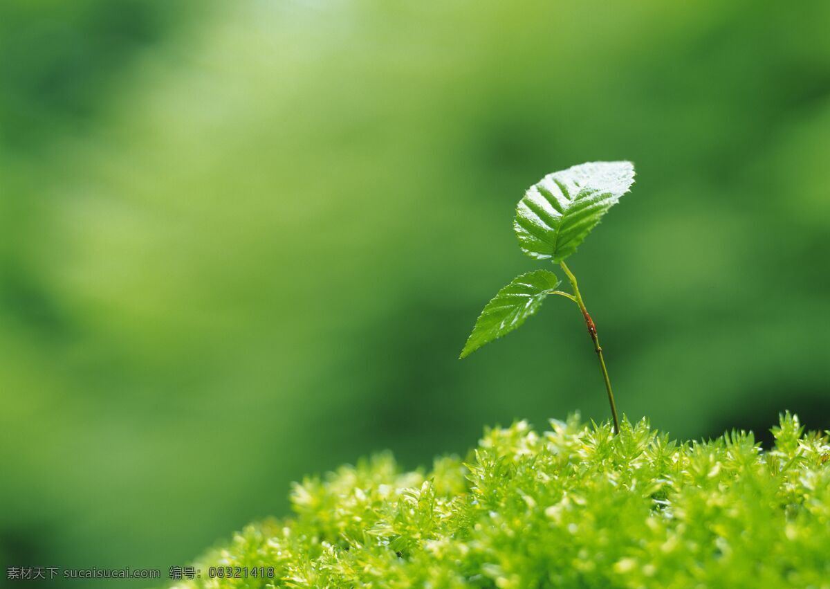 春天 绿 芽 绿芽 新芽 植物新芽 植物绿芽 春天绿芽 花草树木 生物世界
