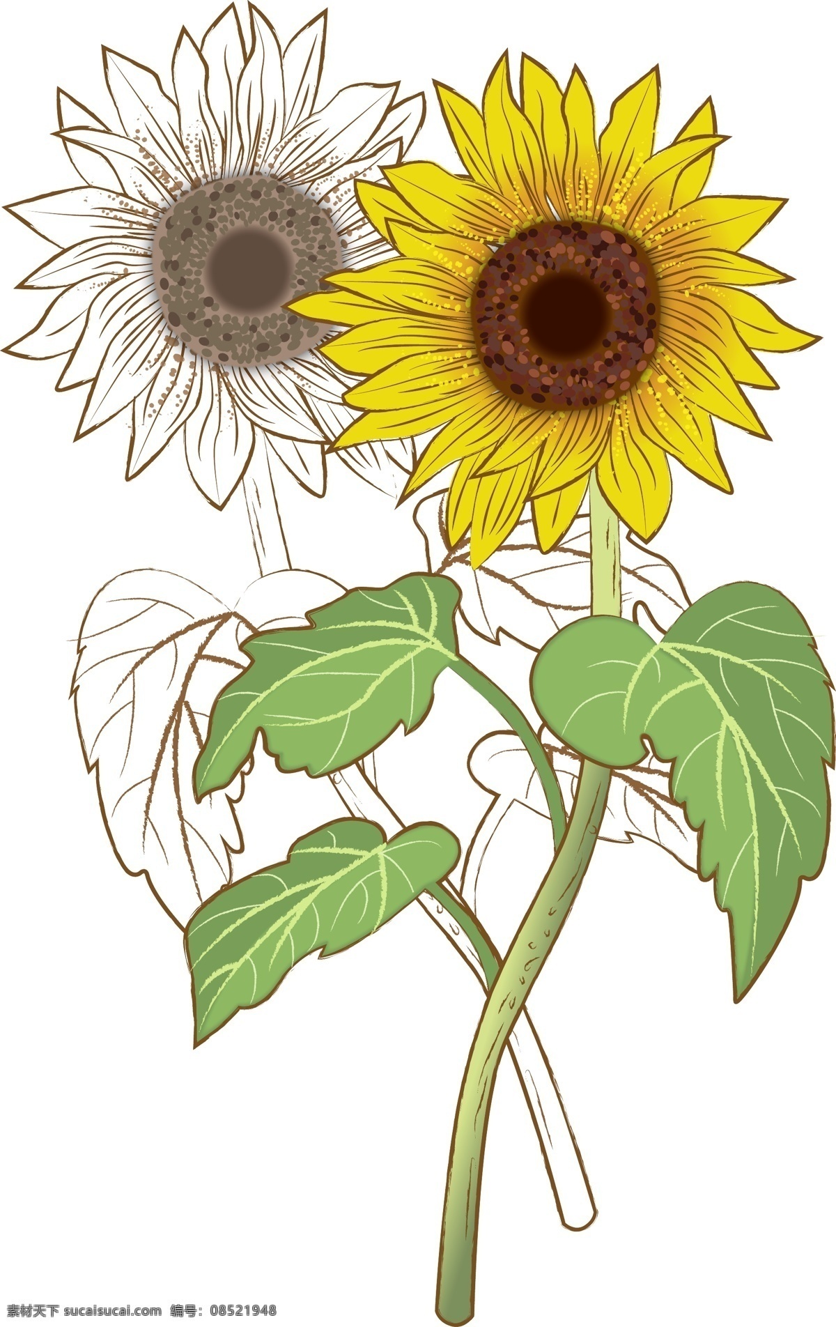 清新 插画 手绘 植物 阳光 向日葵 花朵 花
