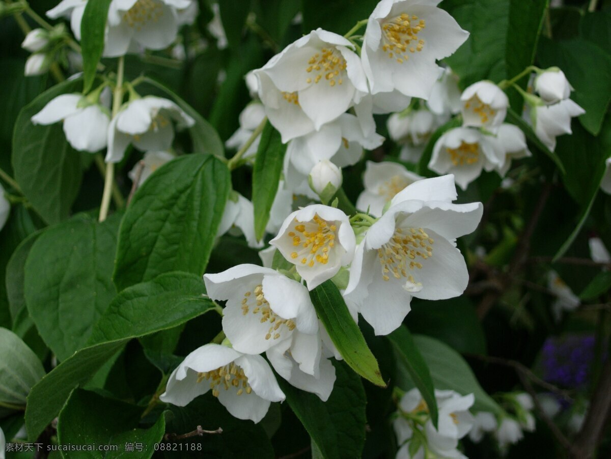茉莉花 鲜花 花卉 花语 花朵 花瓣 白色小花 生物世界 花草