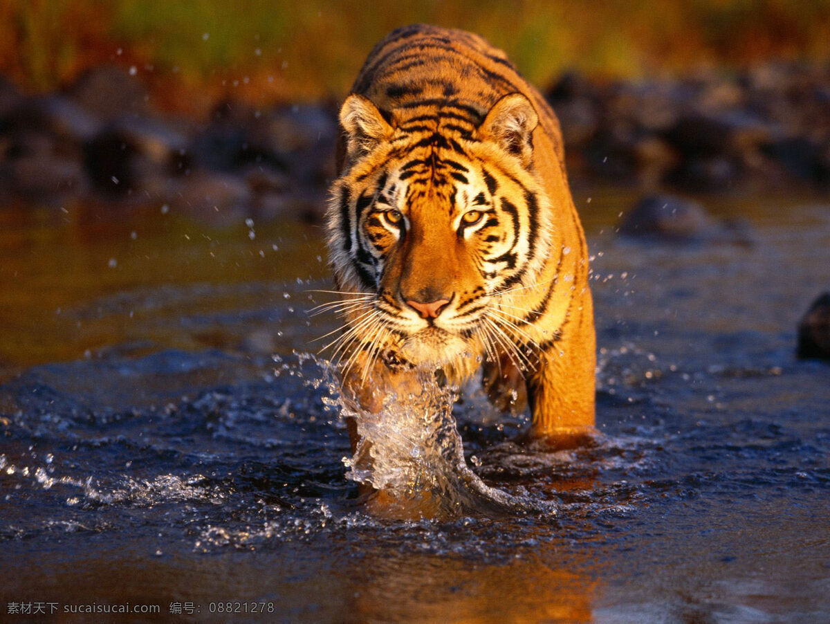 涉水的老虎 凶猛的老虎 会游泳的老虎 强壮的老虎 山林之王 高清壁纸 生物世界 野生动物