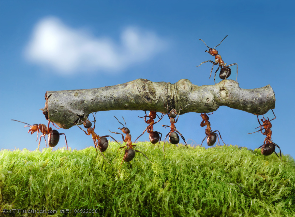 抬 树枝 蚂蚁 草地 蚂蚁摄影 蚂蚁素材 昆虫 动物 野生动物 昆虫世界 生物世界