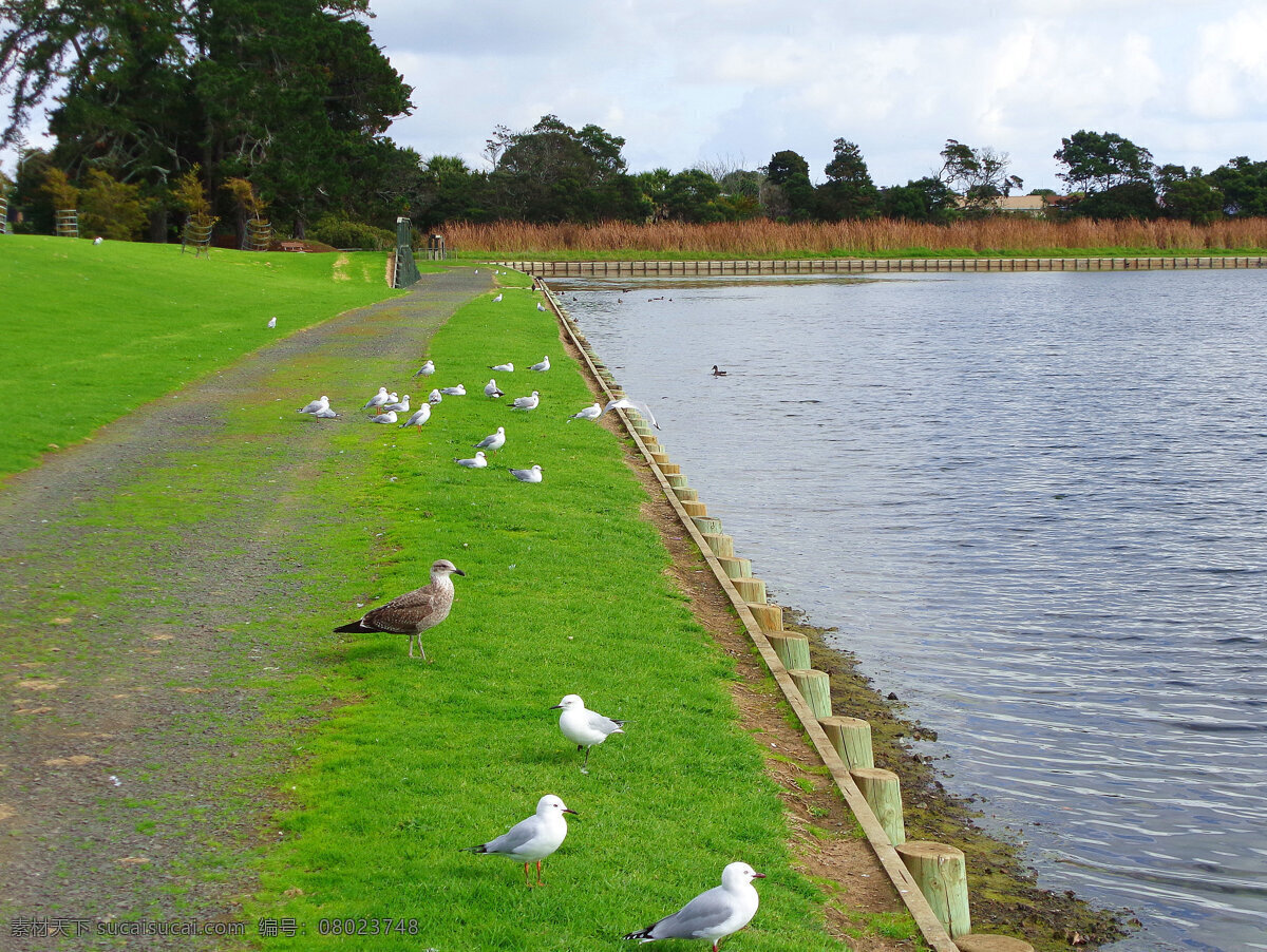 新西兰 野鸭湖 风景 蓝天 白云 绿树 绿地 湖水 野鸭 水鸟 游人 新西兰风光 旅游摄影 国外旅游 绿色