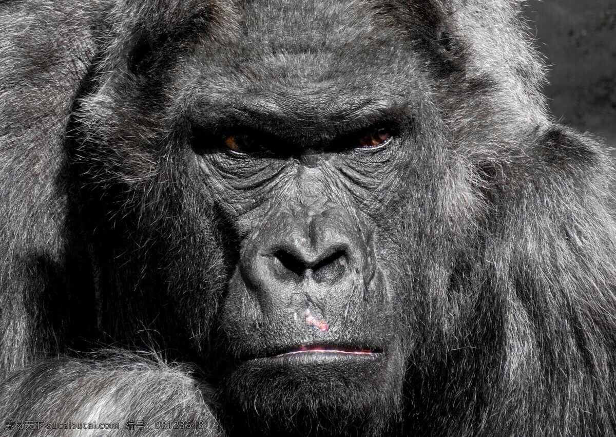 黑猩猩 猩猩 大猩猩 猴子 猿猴 灵长目 猿猴亚目 猩猩科 猩猩属 黄猩猩 倭黑猩猩 红猩猩 面部表情 猩猩表情 金刚 生物世界 野生动物