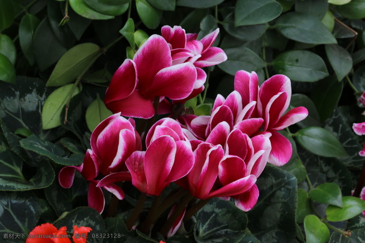 仙客来 萝卜海棠 兔耳花 兔子花 一品冠 篝火花 翻瓣莲 观赏花卉 花瓣 花儿 花草 花卉 植物 绿化景观 花卉大观园 生物世界