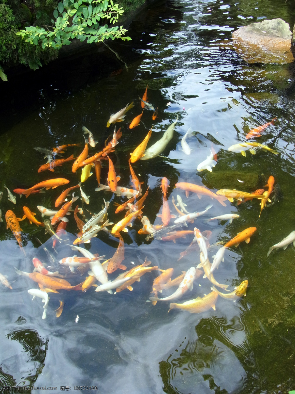 青青 世界 金鱼 旅游摄影 旅游图片 生物世界 鱼 鱼类 青青世界 鱼群 鱼池