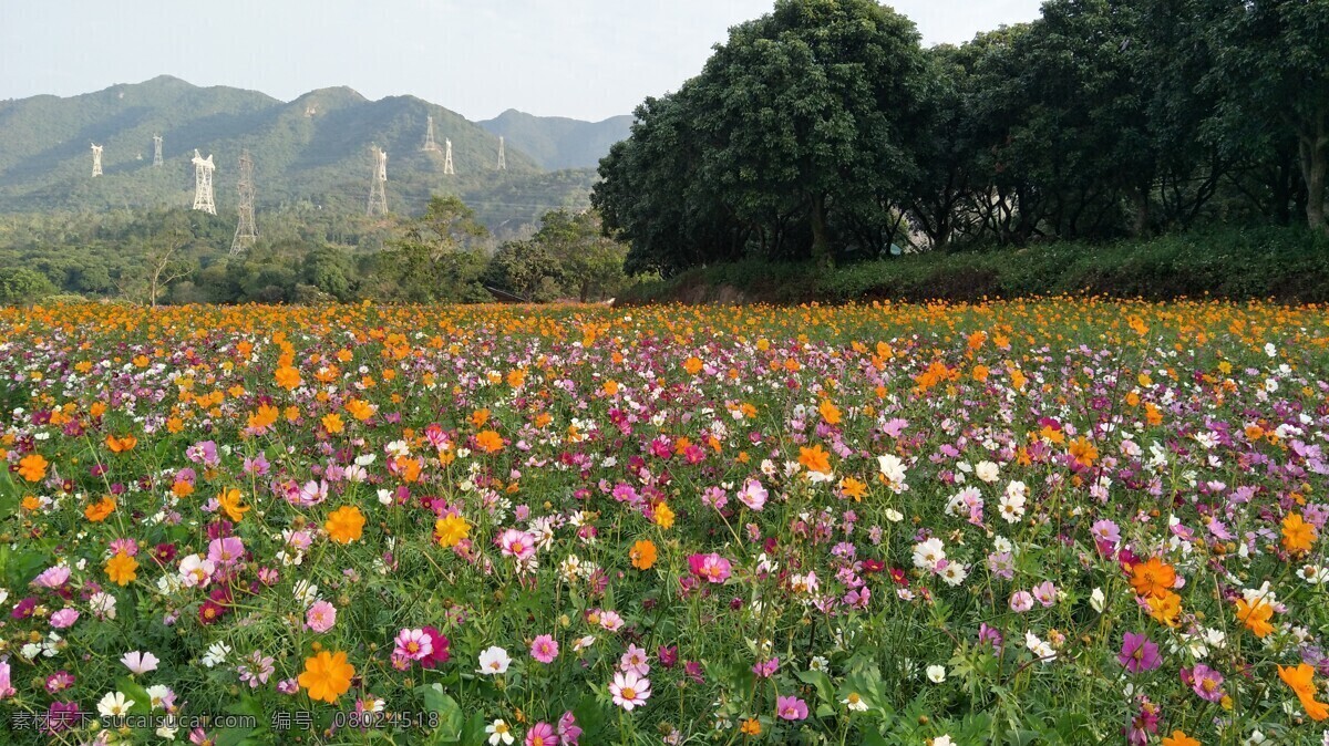 格桑花 菊花 蝴蝶菊 花海 花 花鸟虫鱼 生物世界 花草