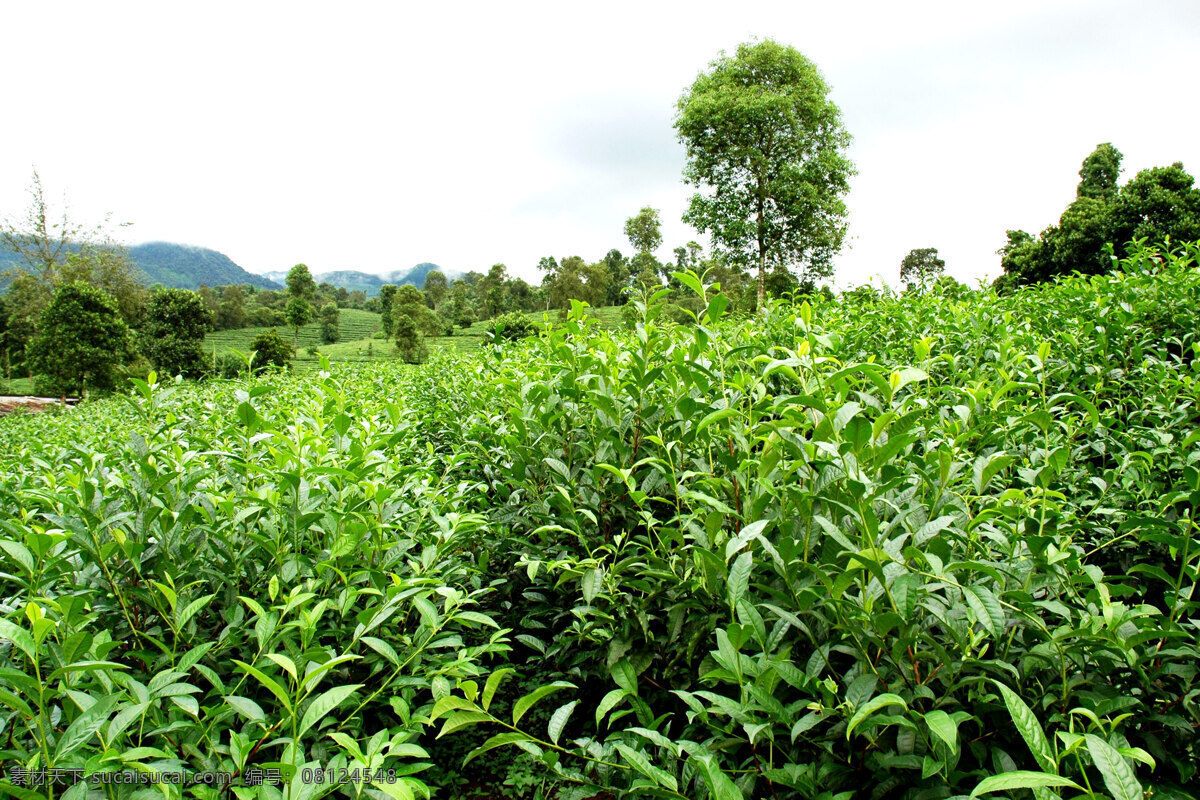 茶 茶树 茶业 茶叶 茶园 茶园风光 风景 绿色 山岭 山地 植物 茶场 农业 种植 自然风景 自然景观