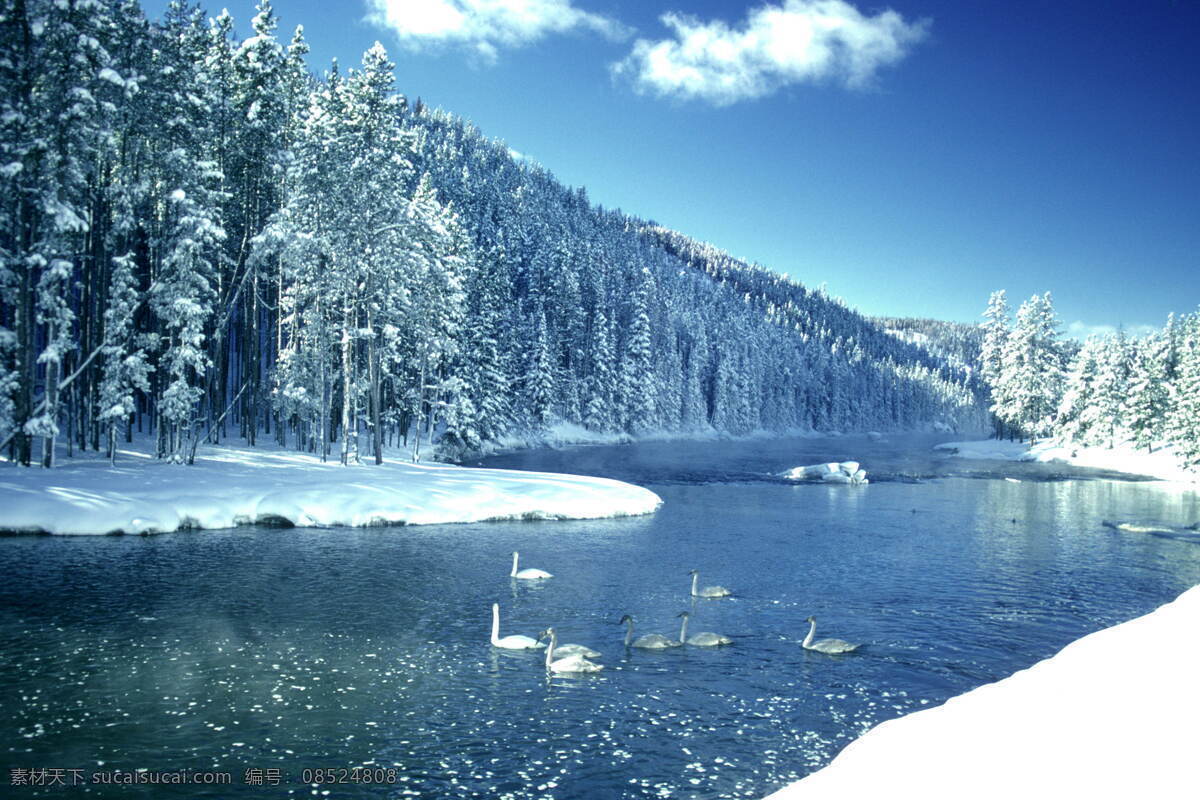 冰雪 雪天 树林 冬天 冬天景色 冬天雪景 自然风景 雪天树林 冰雪河流 高清自然风景 风景 生活 旅游餐饮