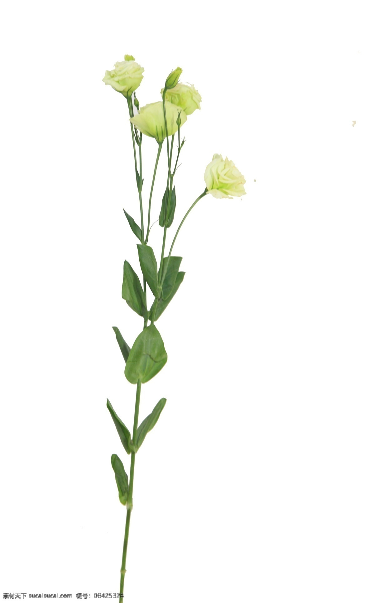 单只花 花枝 素材花 黄色花卉 实拍花 退底花 分层