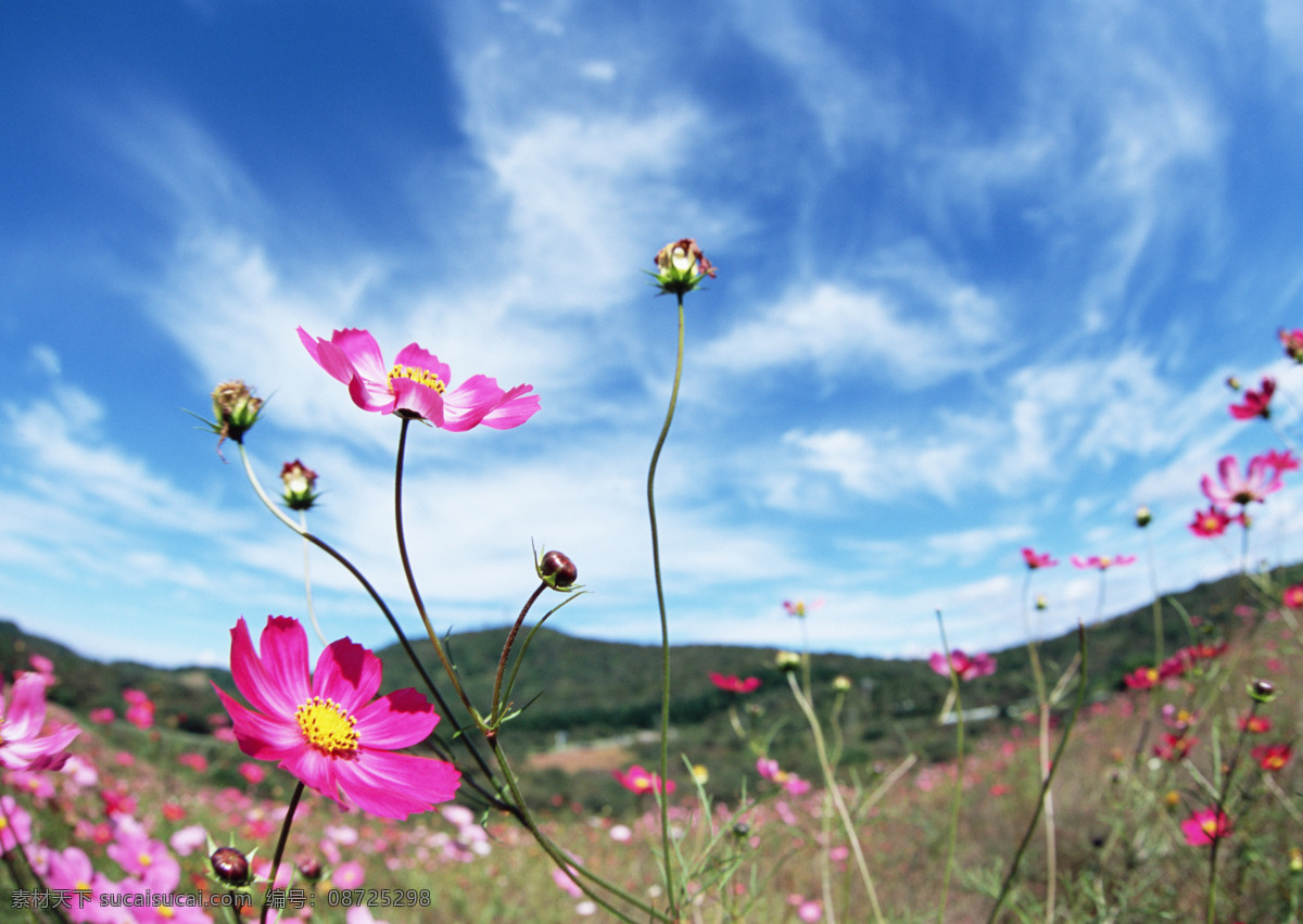 红花 花朵 蓝天 清新 明亮 底图 生物世界 花草 晴空下的鲜花 摄影图库