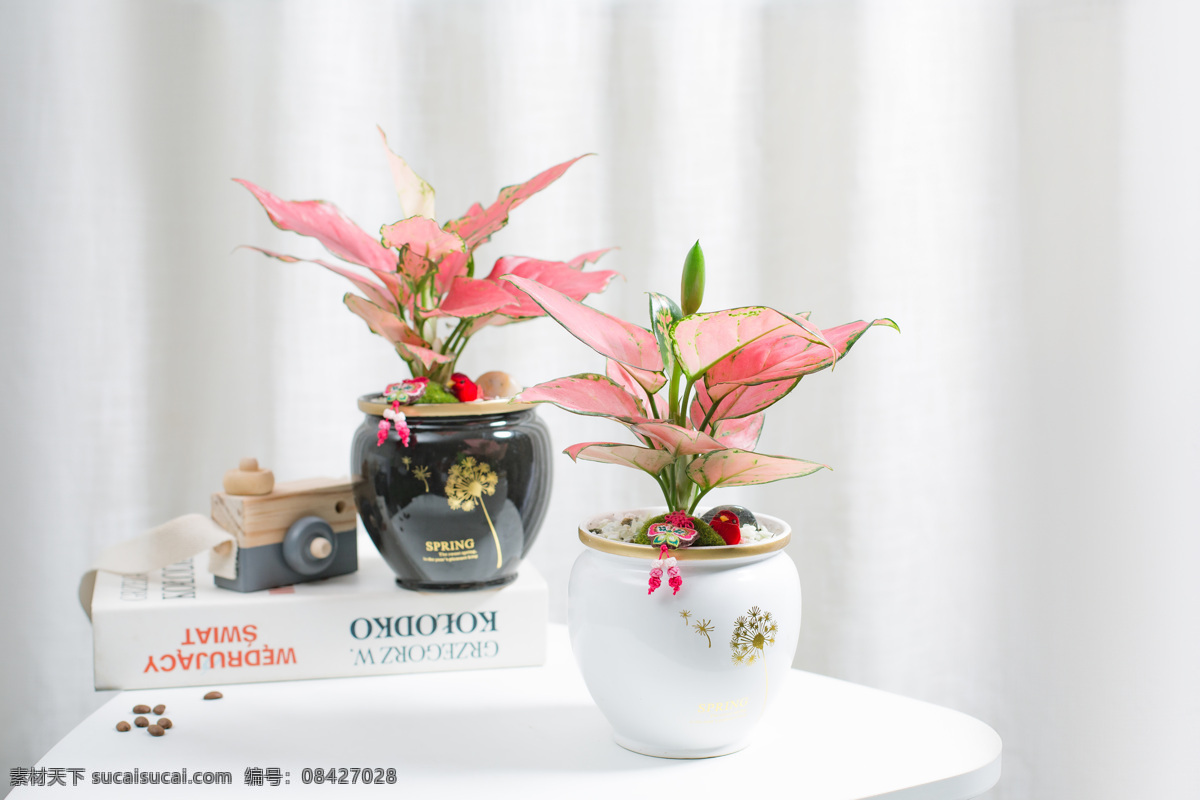 红色叶子盆栽 盆栽 道具相机 道具书 咖啡豆 背景窗帘 生物世界 花草