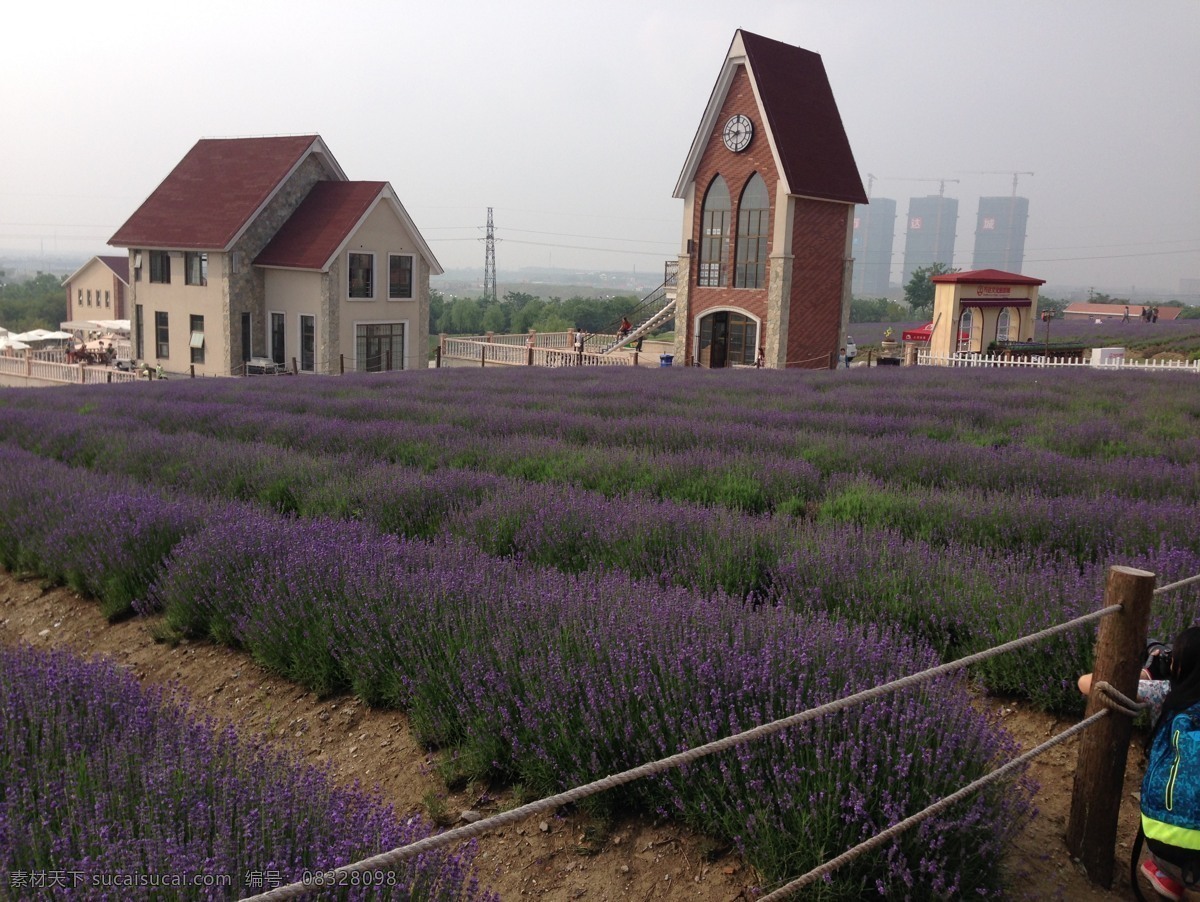 紫色花 紫色 外景 薰衣草 小木屋 薰衣草紫色 生物世界 花草 黑色