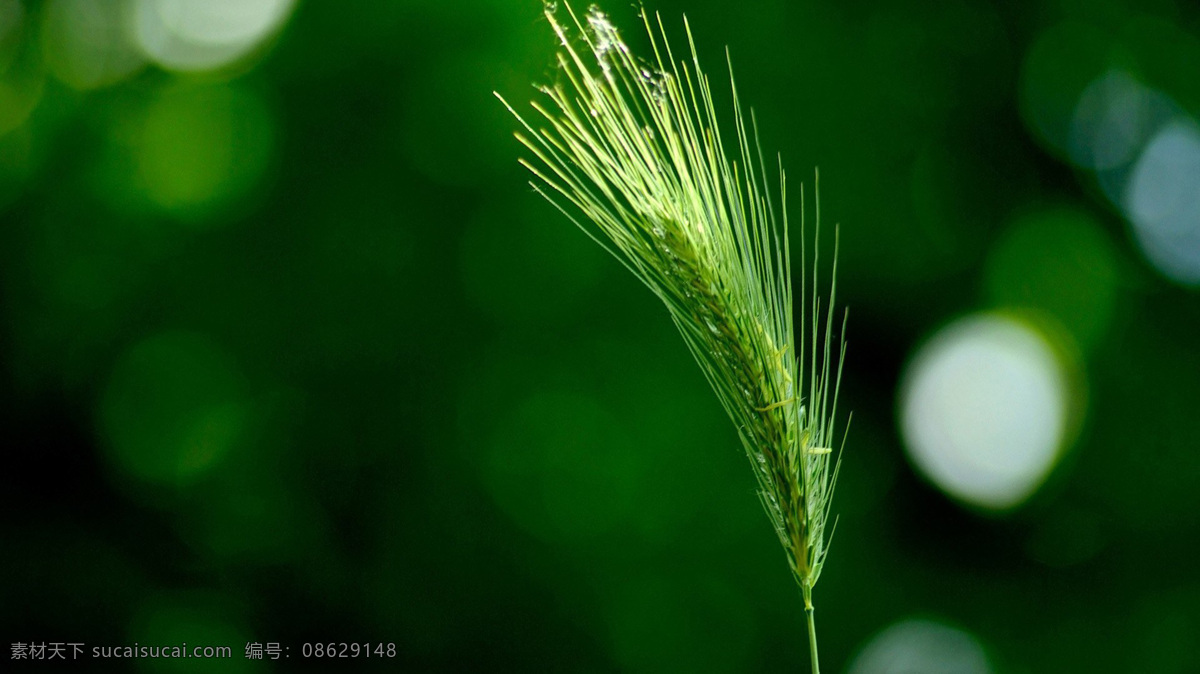 狗尾巴草