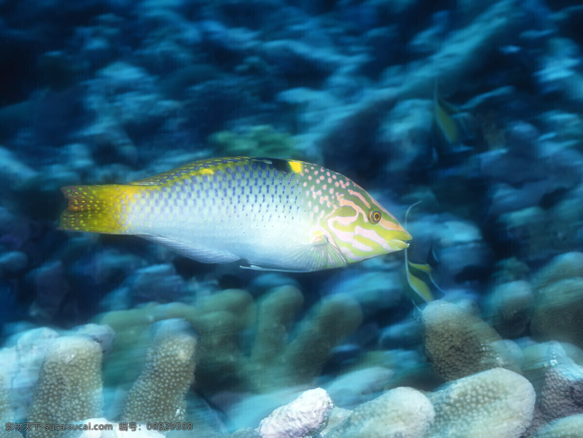 海底鱼类 海底世界 海底游泳 海洋 海洋生物 礁石 潜水 摄影图库 生物世界 底鱼类 珊蝴礁石 游泳 珊蝴 鱼类 鱼