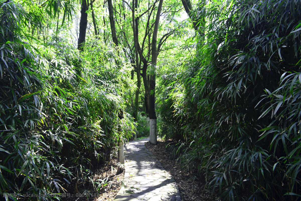 竹林 竹子 竹叶 竹 树林 小路 幽暗 旅游摄影 自然风景