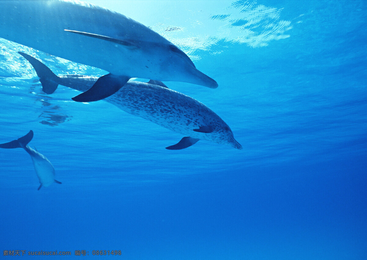 海底里的海豚 动物世界 生物世界 海底生物 海豚 哺乳动物 大海 海水 水中生物 蓝色