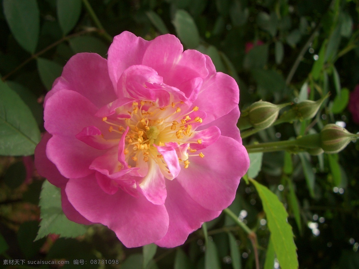 蔷薇 春天 粉红色 花草 花朵 绿叶 蔷薇花 粉嫩 植物 生物世界 psd源文件