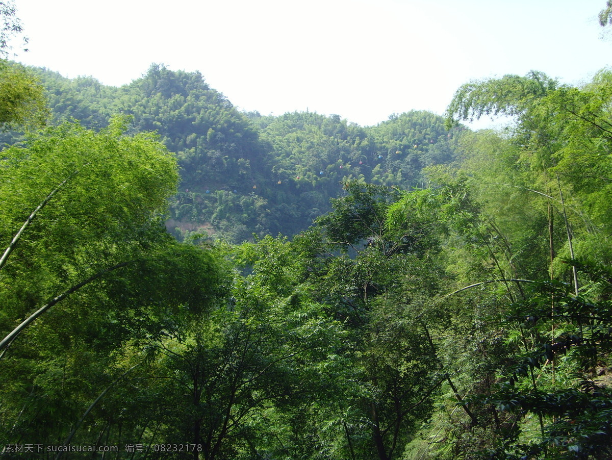 竹 丛 旅游摄影 摄影图库 自然风景 竹丛 蜀南竹海 矢量图 日常生活