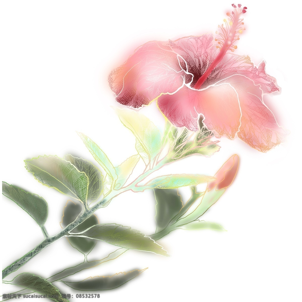 浪漫 粉色 玫瑰花 手绘 插画 植物 花卉 花朵 手绘设计