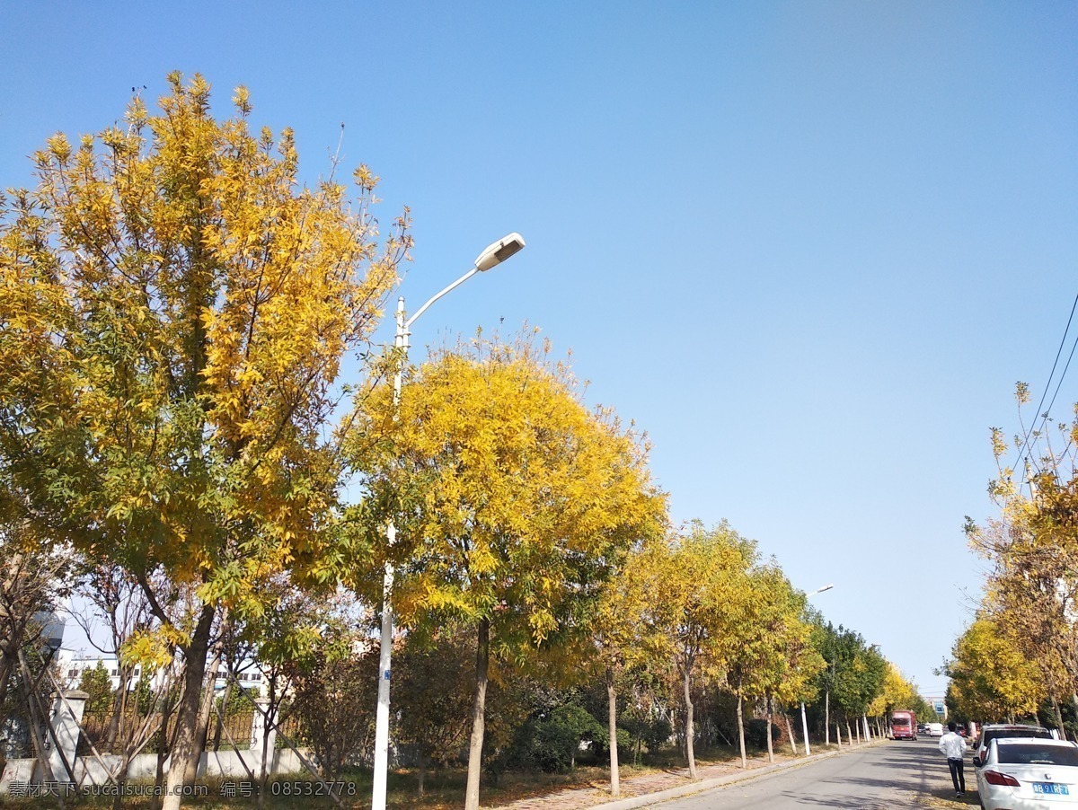 秋 黄叶 路灯 街道 蓝天 生活 自然景观 自然风景