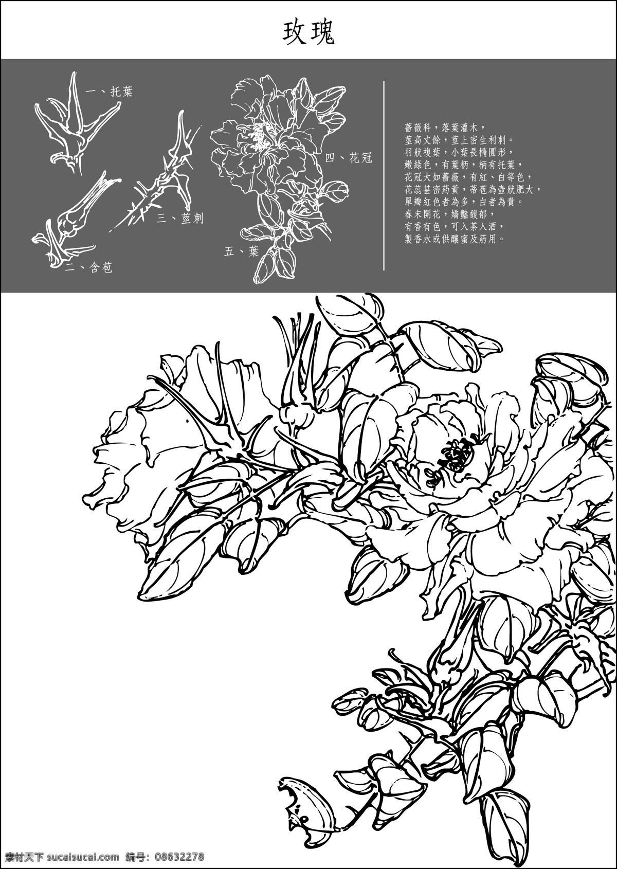 中国 工笔画 图谱 矢量 白色 黑色 花草矢量图 灰色 生物 世界 矢量图 风 花卉 传统 线描 瞿麦 木香 西府 海棠 桐 花 萝卜花 玫瑰 泡桐 兔子 花石 楠 其他矢量图