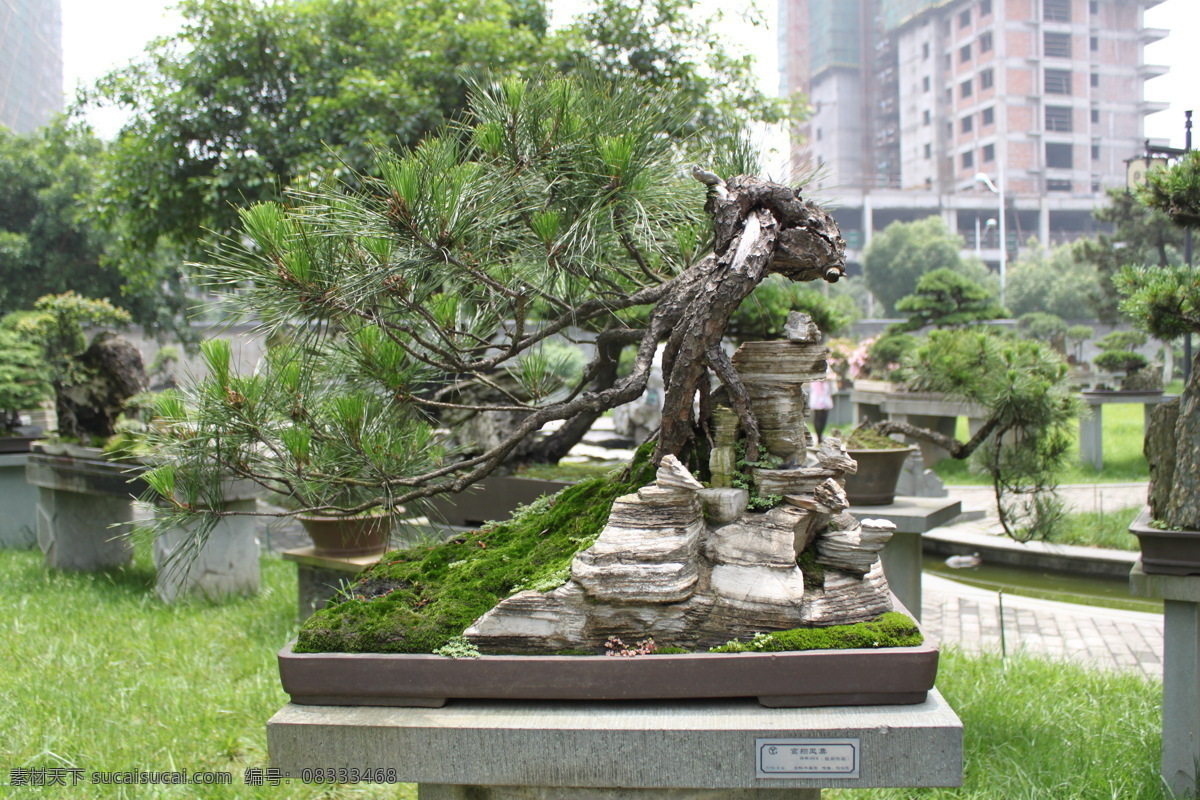 鸾翔凤集 黑松 树石盆景 温州盆景 杂木类 锦松 松柏 大师盆景 沈冶民 盆景大师 园艺 花卉 温州 园林 巨型盆景 盆景世界 树木树叶 生物世界