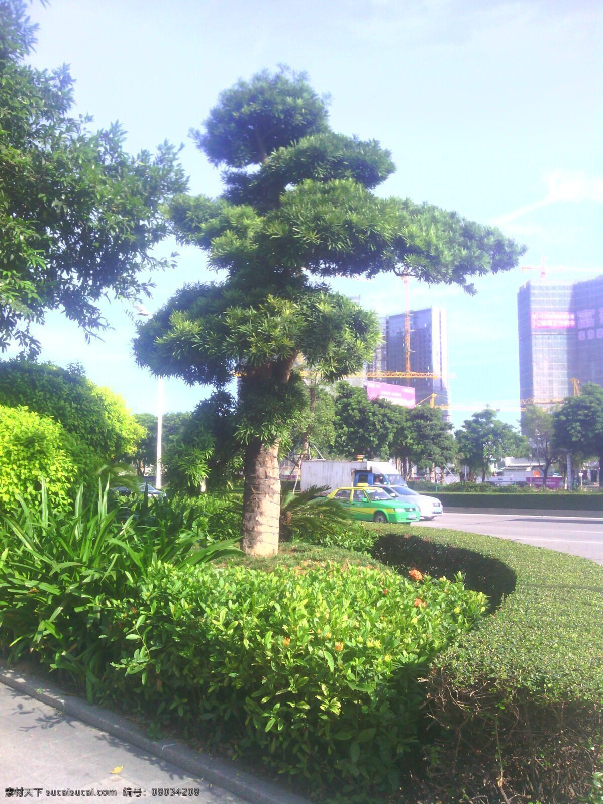 罗汉松 蓝天 树 绿色 楼房 马路 汽车 国内旅游 旅游摄影
