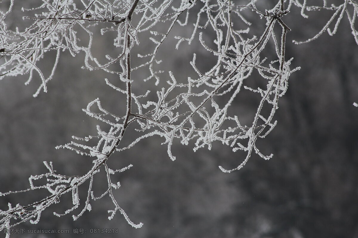 自然景观 自然风景 自然风光 冰雪世界 雾凇 雪松 树挂 北国风光 雾凇岛 风光共享