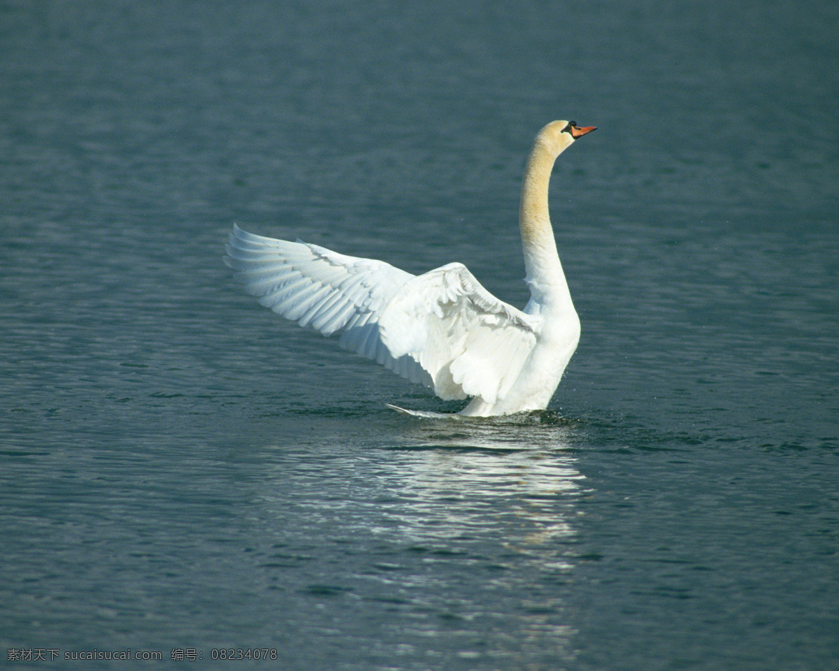 动物 天鹅 白天鹅 翅膀 湖水 起飞 戏水 风景 生活 旅游餐饮