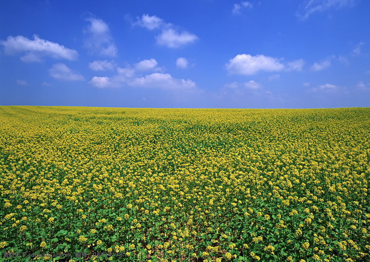 美丽 油菜花 风景 黄色 花海 花地 黄花 黄色花海