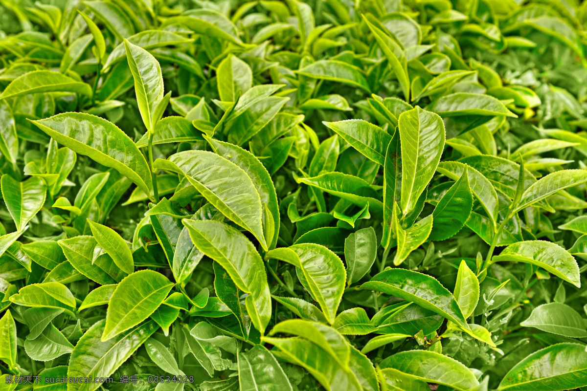 清新绿色茶叶 茶叶 新鲜茶叶 新茶 嫩绿 茶园 茶 绿色春茶 茶叶背景 绿茶绿叶 叶子植物 生物世界 树木树叶