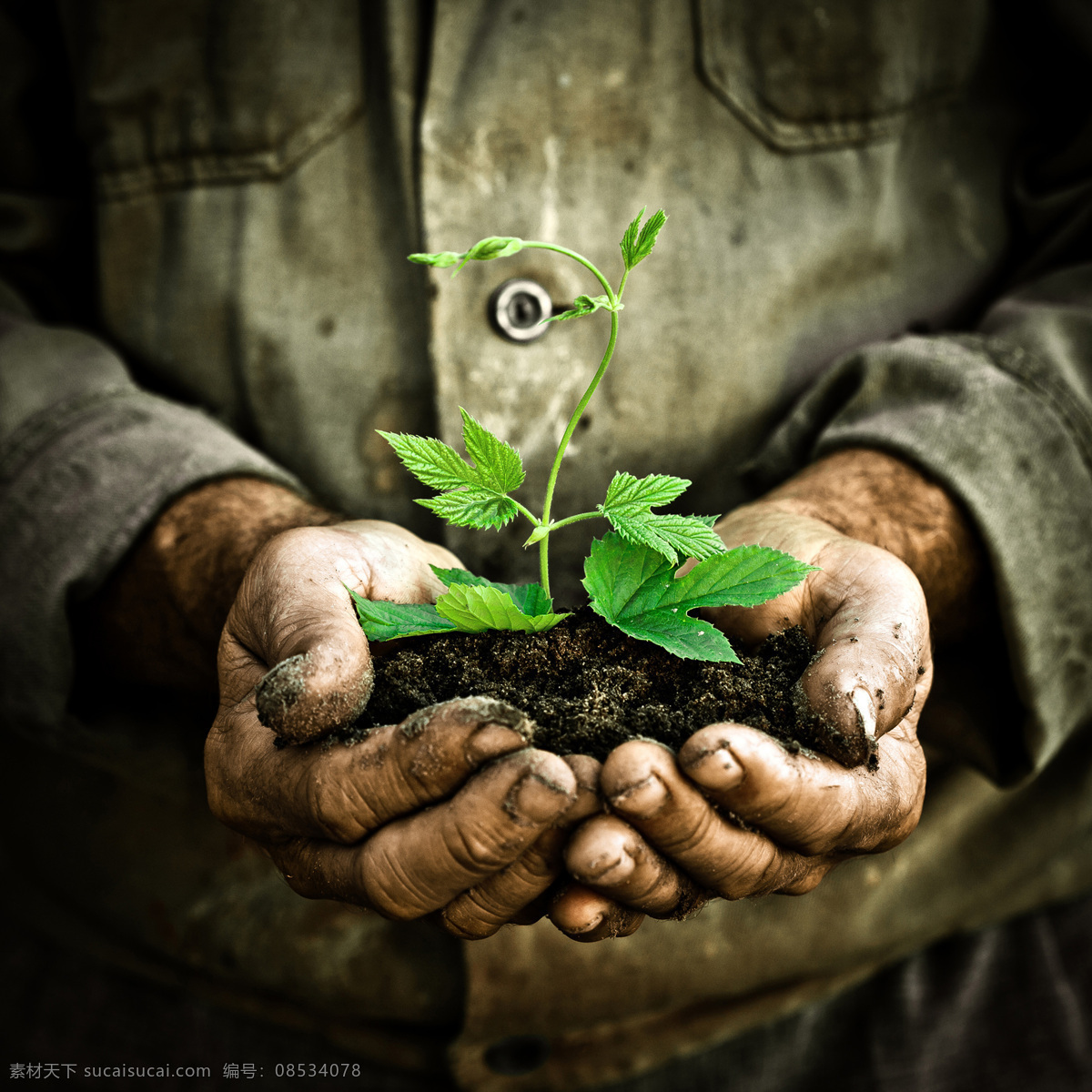 双手中的树苗 双手 树苗 泥土 绿色 保护 爱护 树木树叶 生物世界