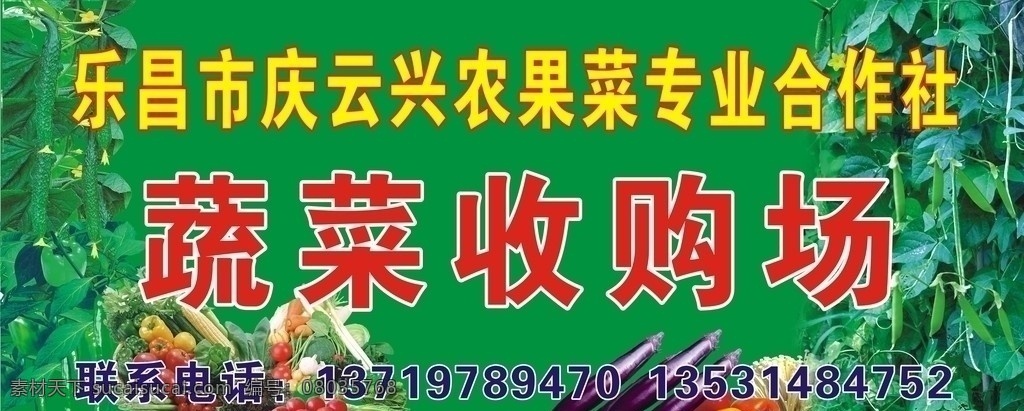 蔬菜收购场 蔬菜 豆角 青瓜 苦瓜 茄子 辣椒 番茄 西红柿 各类蔬菜 绿色蔬菜 展板模板 矢量