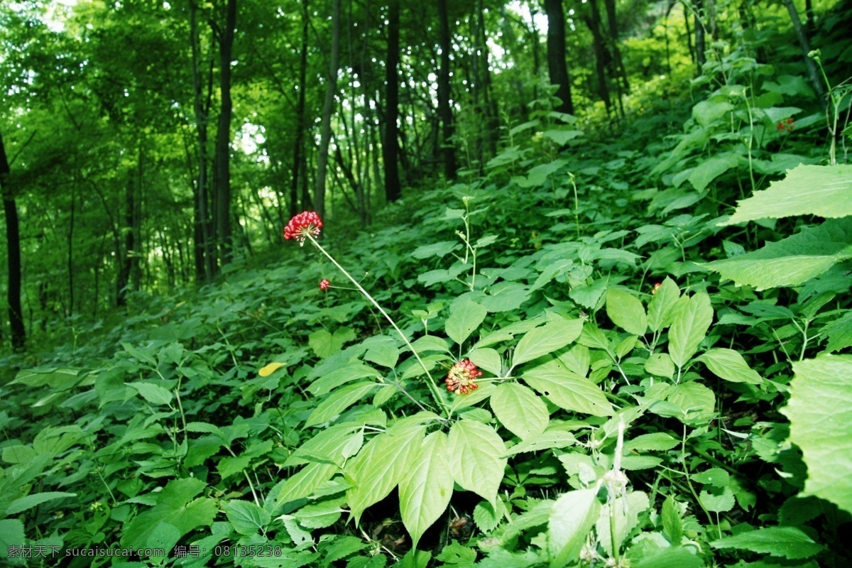 林下参 东北三宝 人参 人参籽 参场 棒槌 药材 中草药 特产摄影 花草 生物世界