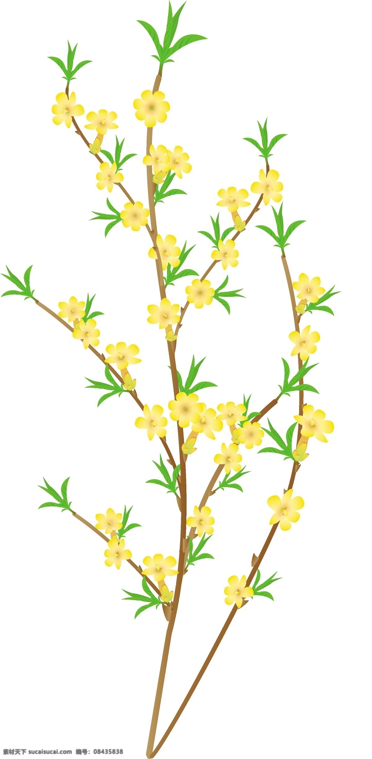 迎春花 其他矢量 矢量素材 矢量图库 生物世界 花草