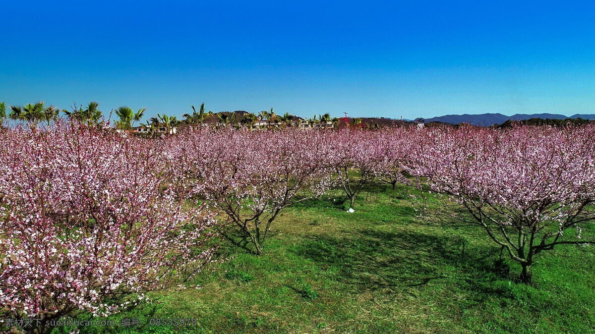 桃花林 桃花岛 湖泊 景区 国家级景区 自然保护区 高原风光 文化自然 风光秀丽 蓝天白云 摄影风光 旅游摄影 国内旅游 原始森林 风景名胜区 5a级景区 高山湖泊 天池 瀑布 美艳绝伦 蓝天 白云 远山 绿树 森林 树林 桃花 绿叶 花园 花海 苗圃 桃花园林 园林 桃花公园 自然风景