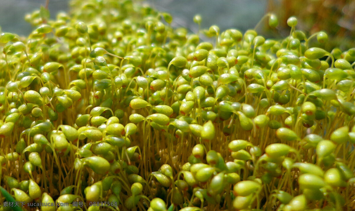 绿色 嫩芽 春天 发芽 花草 生机勃勃 生物世界 微距 绿色嫩芽 psd源文件