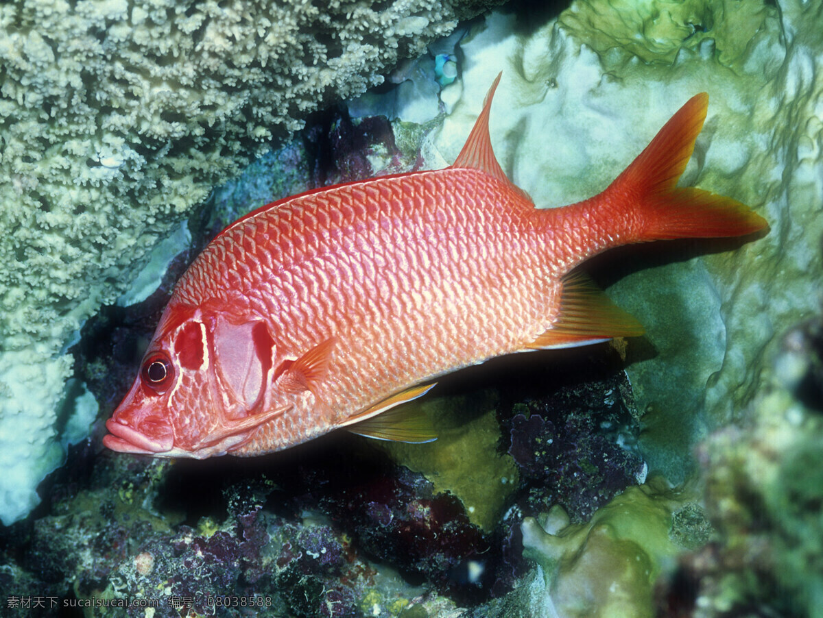 海洋鱼类 海洋生物 珊蝴礁石 海底世界 海洋 珊蝴 礁石 鱼类 鱼 生物世界 摄影图库