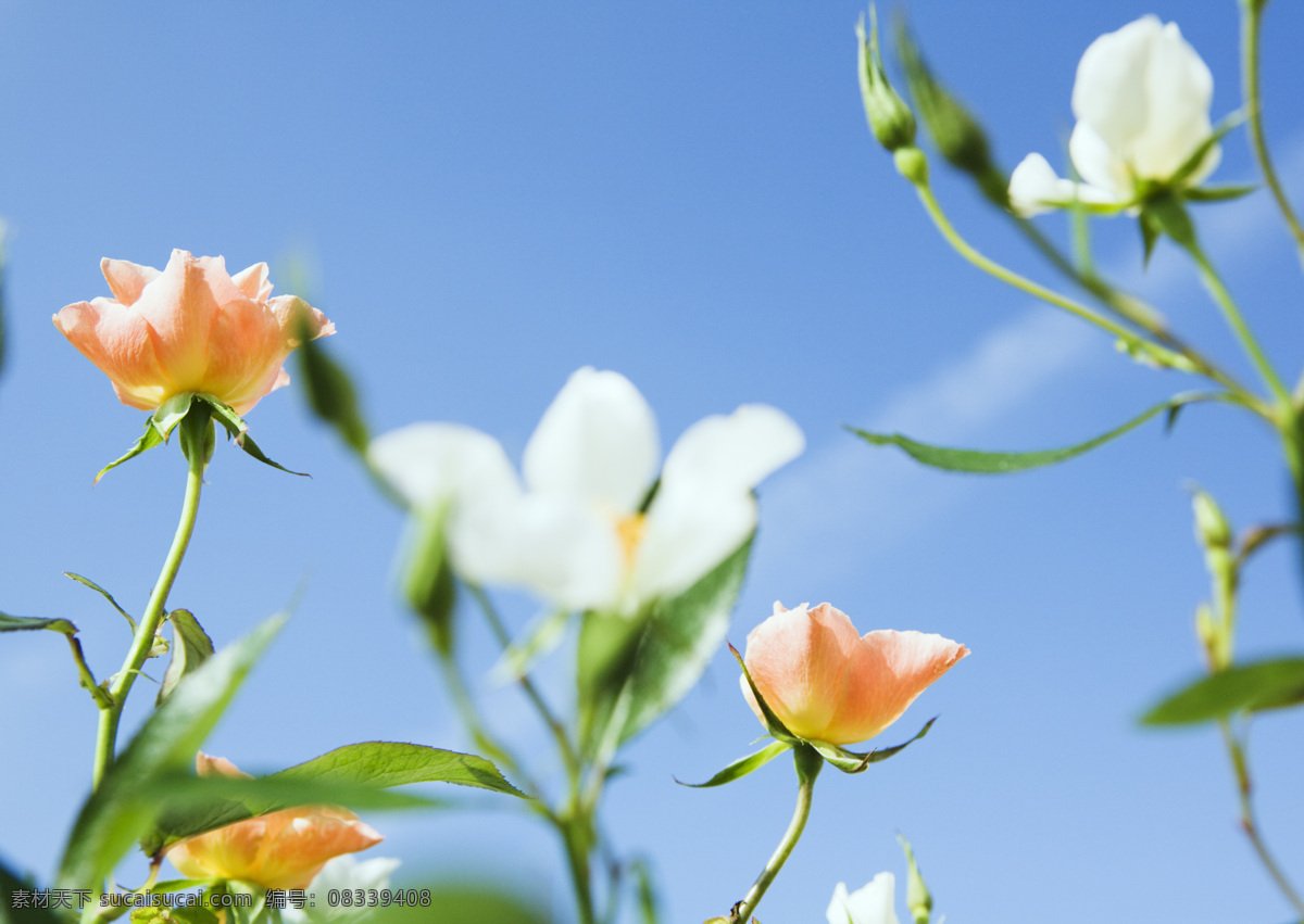 阳光鲜花 高清 白云 背景图片 底图 花丛 蓝天 免费图片素材 清新 图片素材库 鲜花 阳光 清大图 植物 野花