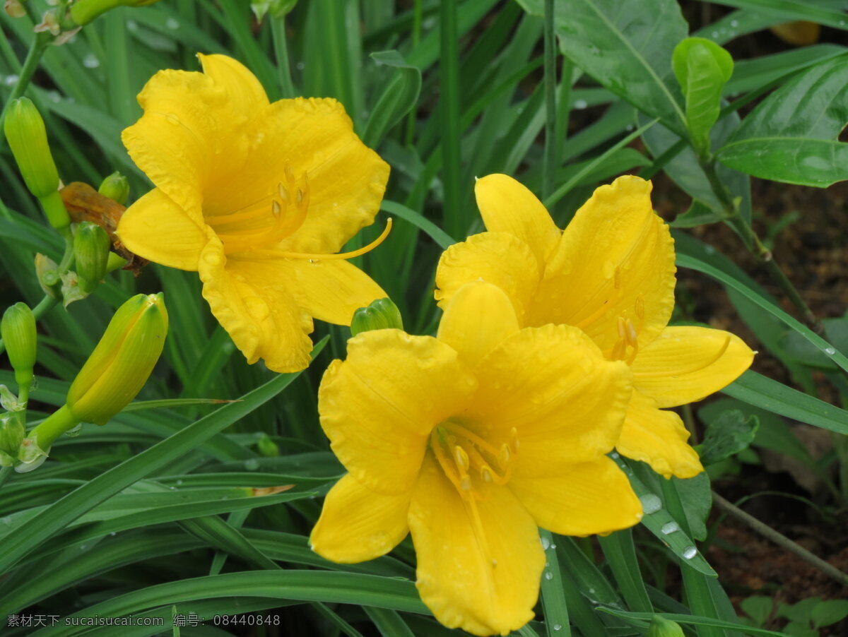 黄花萱草 绿叶 黄花 花芯 花蕾 观赏 生态 春天的气息 生物世界 花草