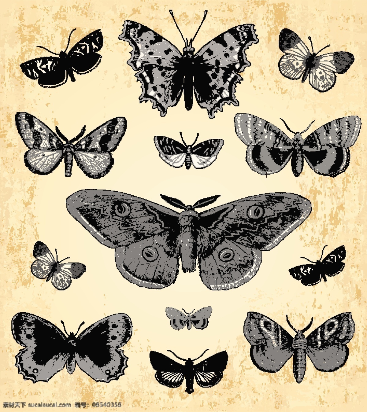 手绘 古典 蝴蝶 矢量 集 古董 矢量动物 图像 旧货 矢量图 矢量人物