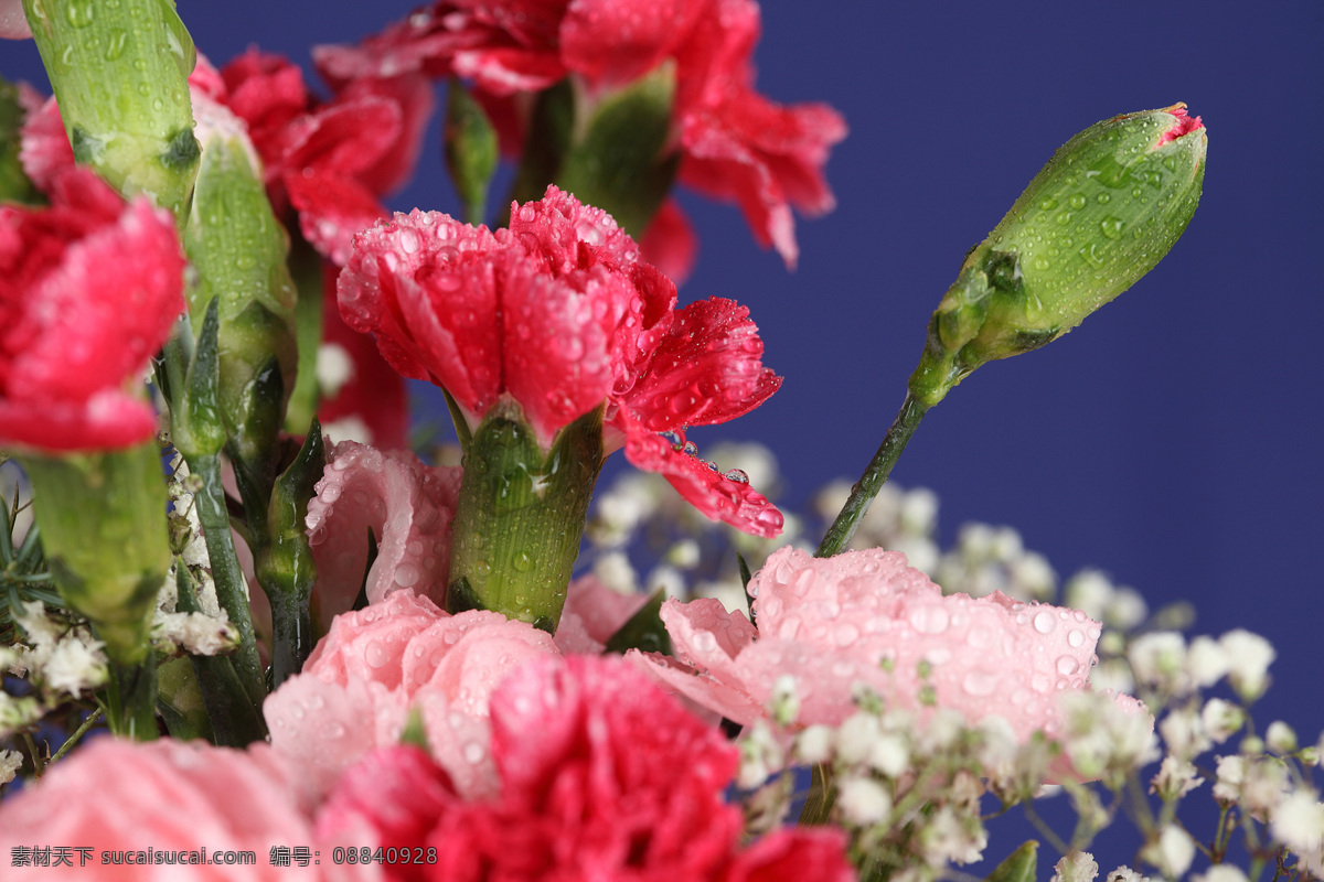 美丽 植物 花朵 玫瑰花 水珠 露珠 花瓣 植物花朵 美丽鲜花 漂亮花朵 花卉 鲜花摄影 花草树木 生物世界 红色