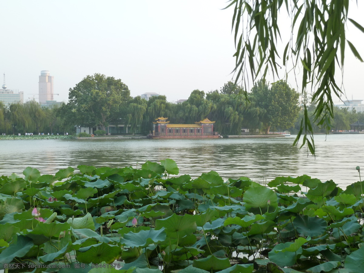 济南 大明湖 夏雨荷 旅游 湖 旅游摄影 国内旅游
