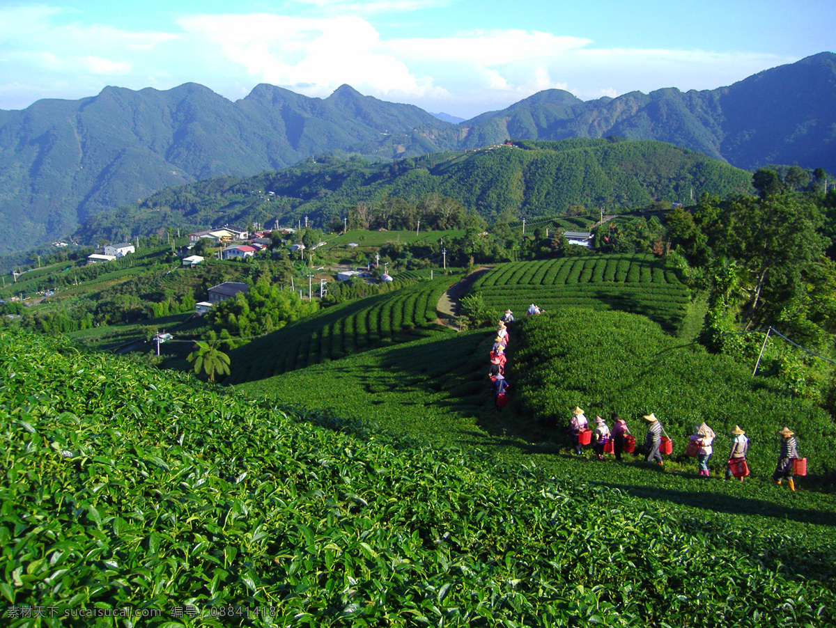 茶场风光 茶叶 茶树 茶场 茶园 村庄 农村 山村 梯田 田园风光 高山 高原 群山 生态 山林 森林 森林公园 自然景观