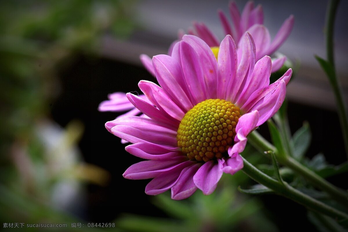 唯美 雏 菊花 高清 鲜花 花卉 花草 橘色