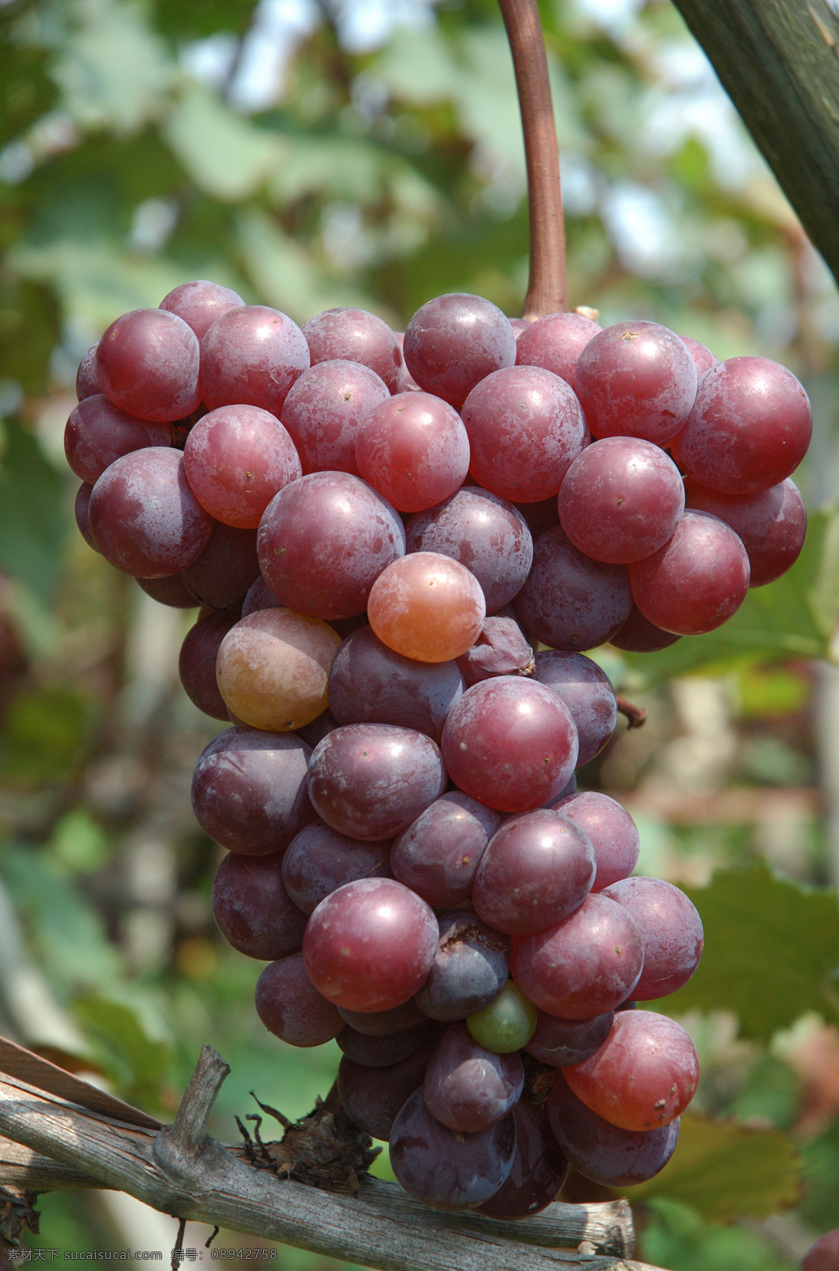 葡萄 成熟的葡萄 一串葡萄 紫色的葡萄 葡萄园 水果果园 生物世界 水果