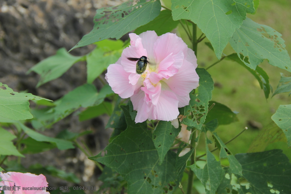 芙蓉 木芙蓉 单瓣芙蓉 单瓣木芙蓉 漳州碧湖 生态园 漳州 碧湖生态园 生物世界 花草