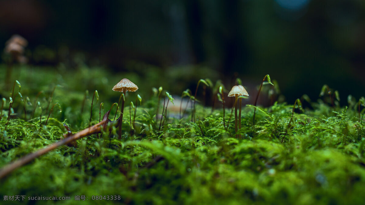 森林 里 野生菌 菇 野生菌菇 菌菇 野生蘑菇 野蘑菇 蘑菇 微生物 菌落 苔藓 生物世界 其他生物