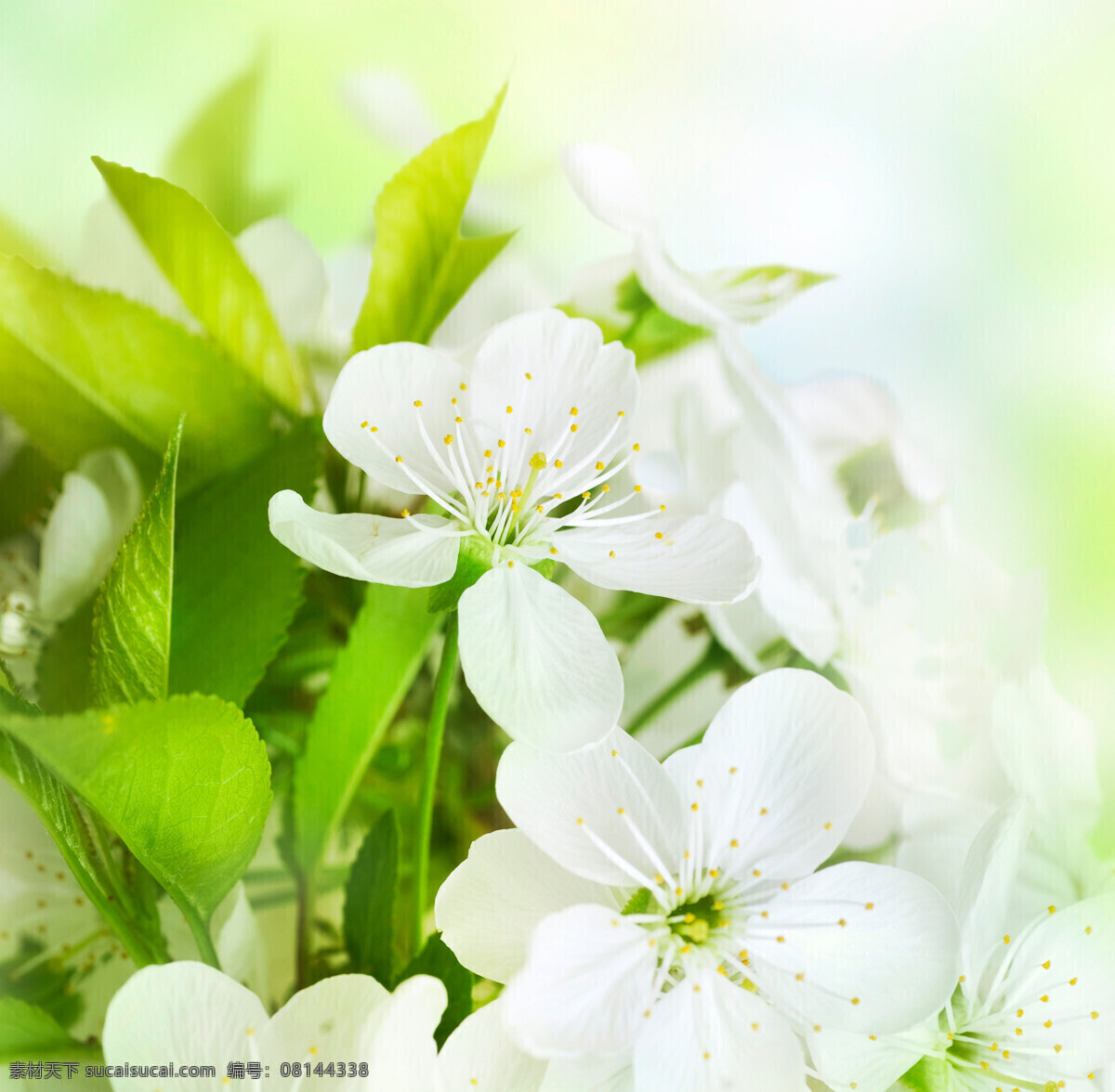 茉莉花 花卉 鲜花 花朵 花瓣 鲜花素材 美丽植物背景 花草 生物世界